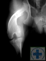 рентгенограмма медиального вывиха коленной чашечки у собаки