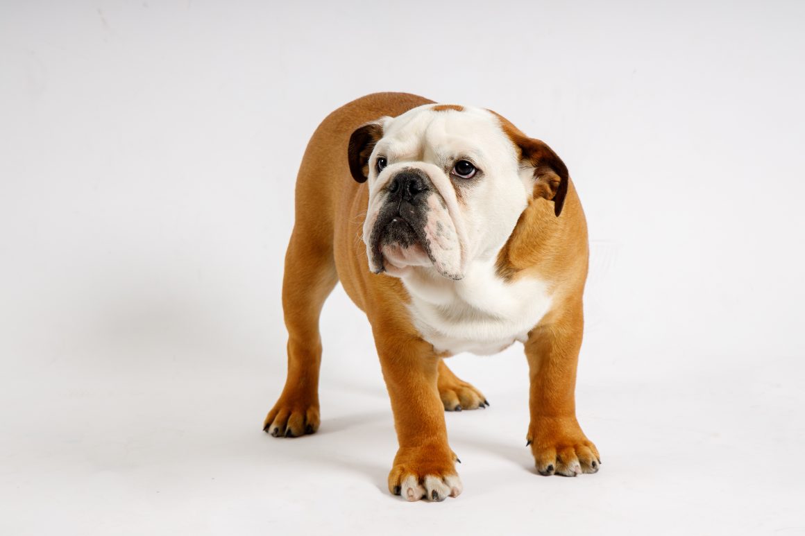 Мегаэзофагус. Миастения. Удаление тимуса.