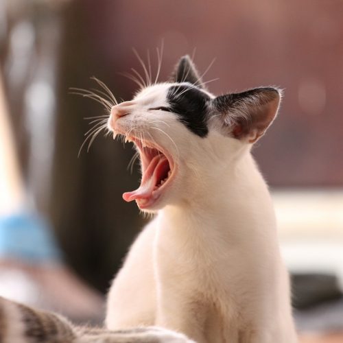 Лимфоцитарно-плазмоцитарный стоматит кошек