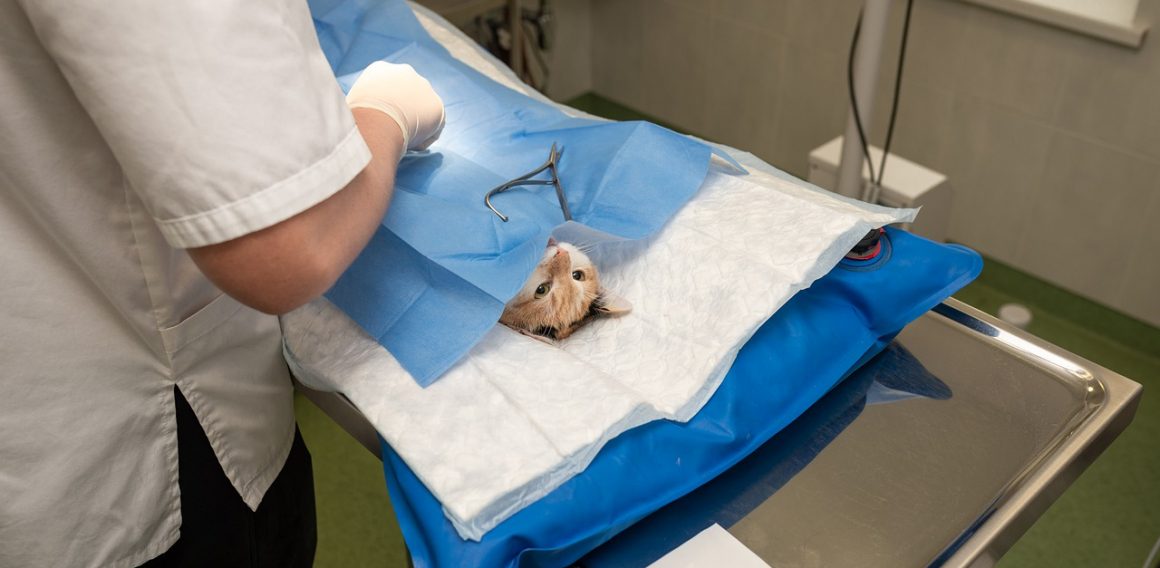 Переломы позвоночника у кошек и собак Переломы позвоночника у кошек и собак