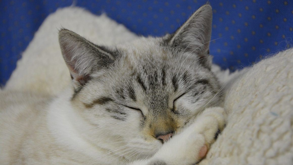 ЭКГ домашним животным