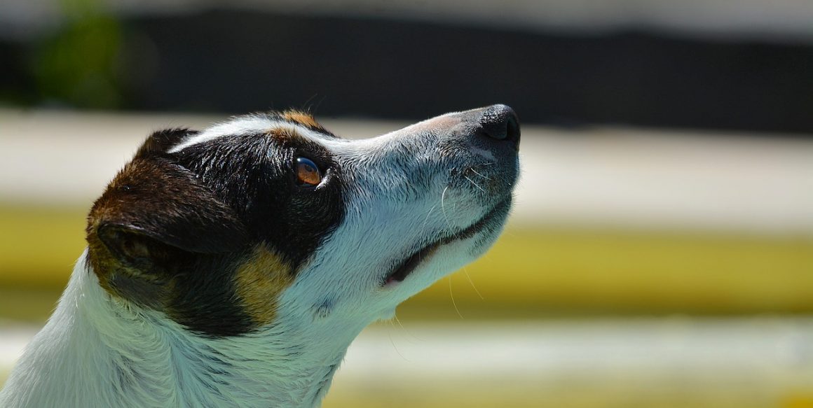 Собака-копилка Собака-копилка