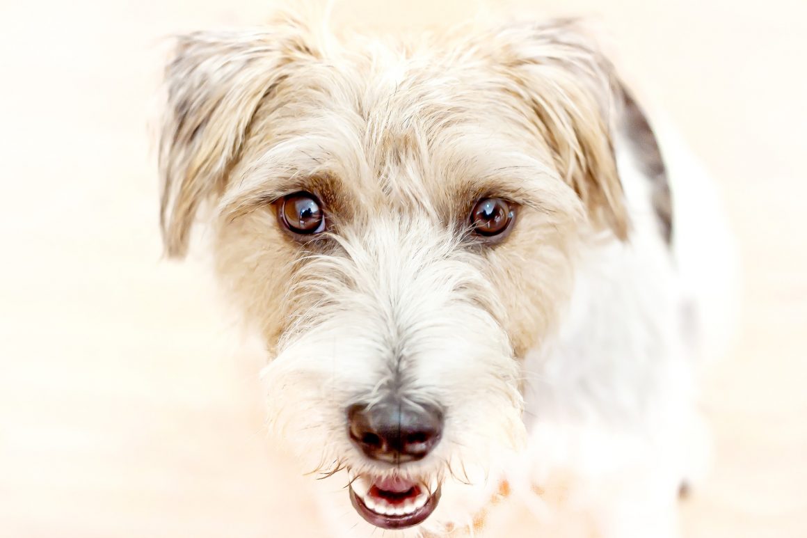 Зверский опыт