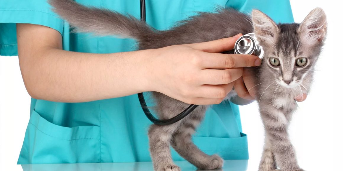 Разрыв диафрагмы у котёнка