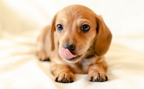 Пролапс желудка в пищевод у собаки