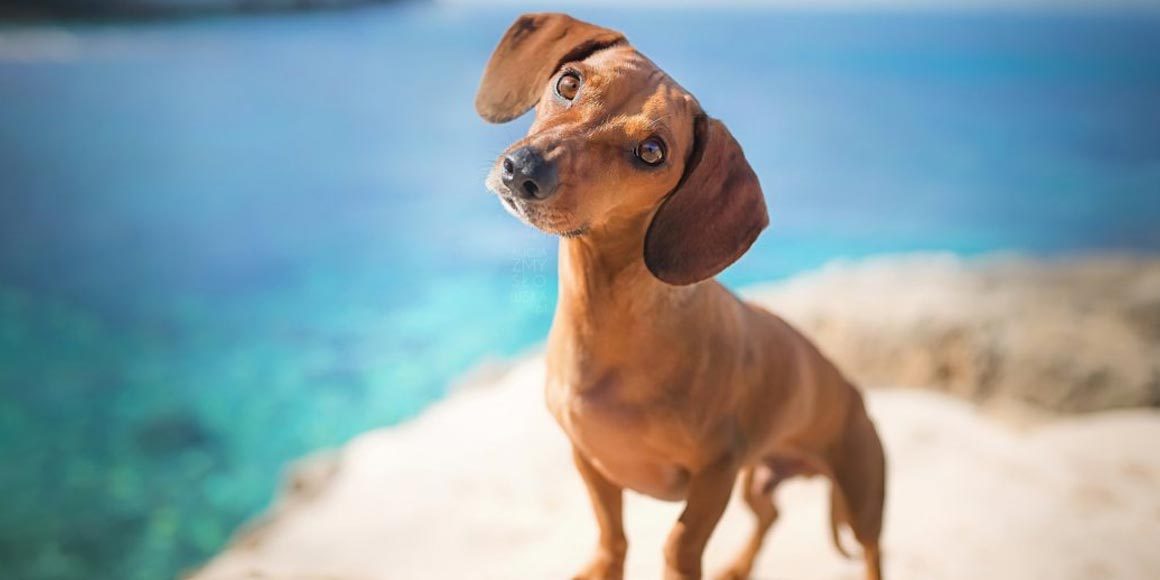 Открытый артериальный проток у собак