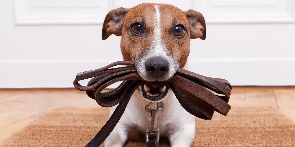 Недостаточность митрального клапана у собак Недостаточность митрального клапана у собак