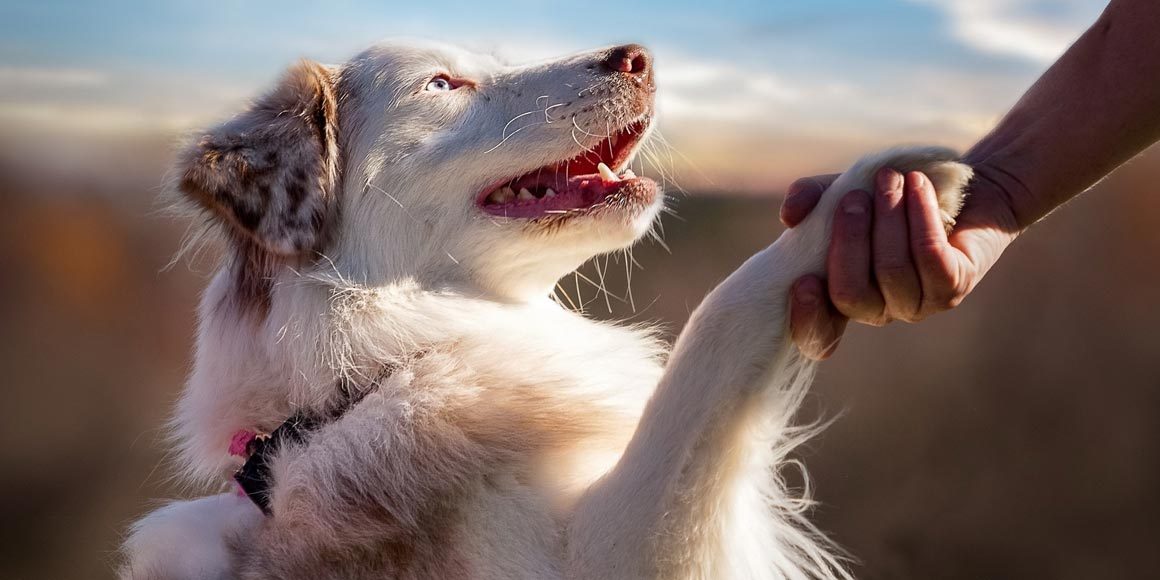 Аномальный дренаж легочных вен у собак