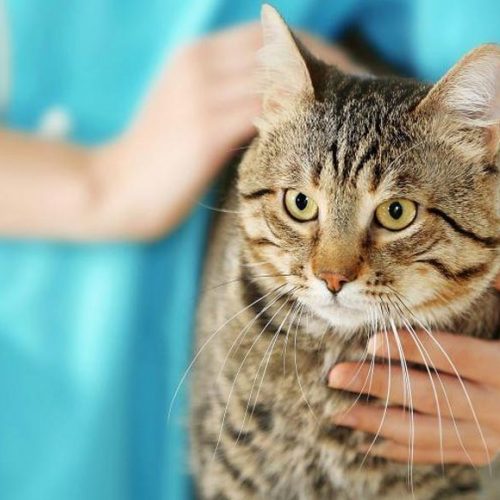 Опухоли верхней и нижней челюсти у кошек