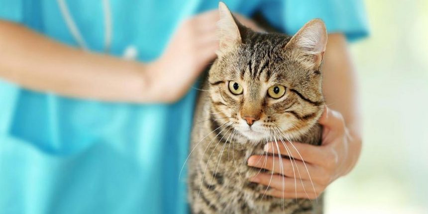 Опухоли верхней и нижней челюсти у кошек