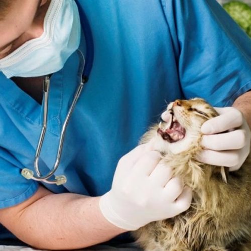 Гипертрофическая кардиомиопатия у кошек (ГКМП)