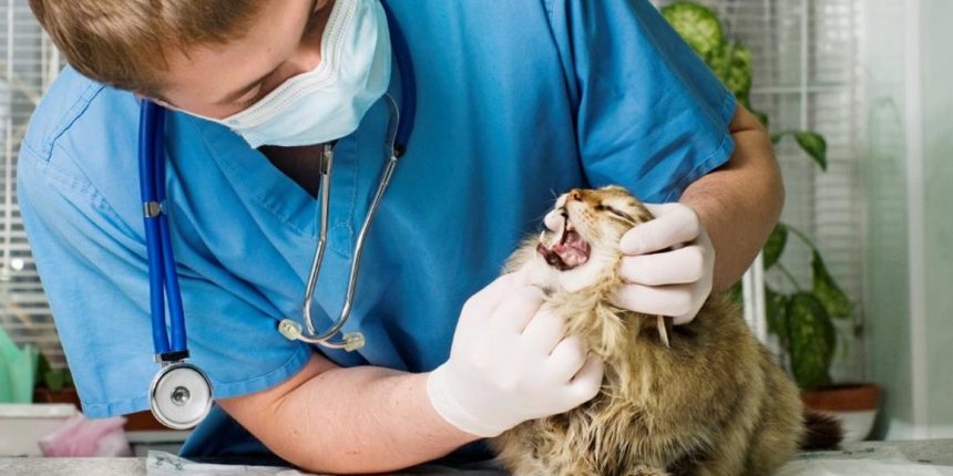 Гипертрофическая кардиомиопатия у кошек (ГКМП)