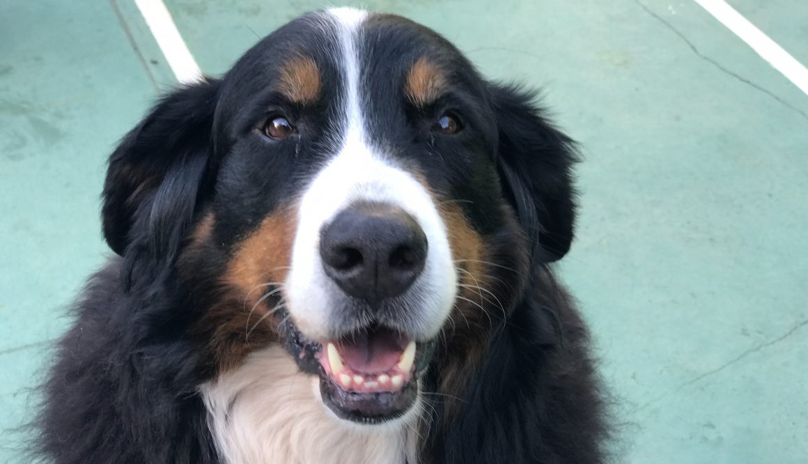 Гистиоцитарная саркома