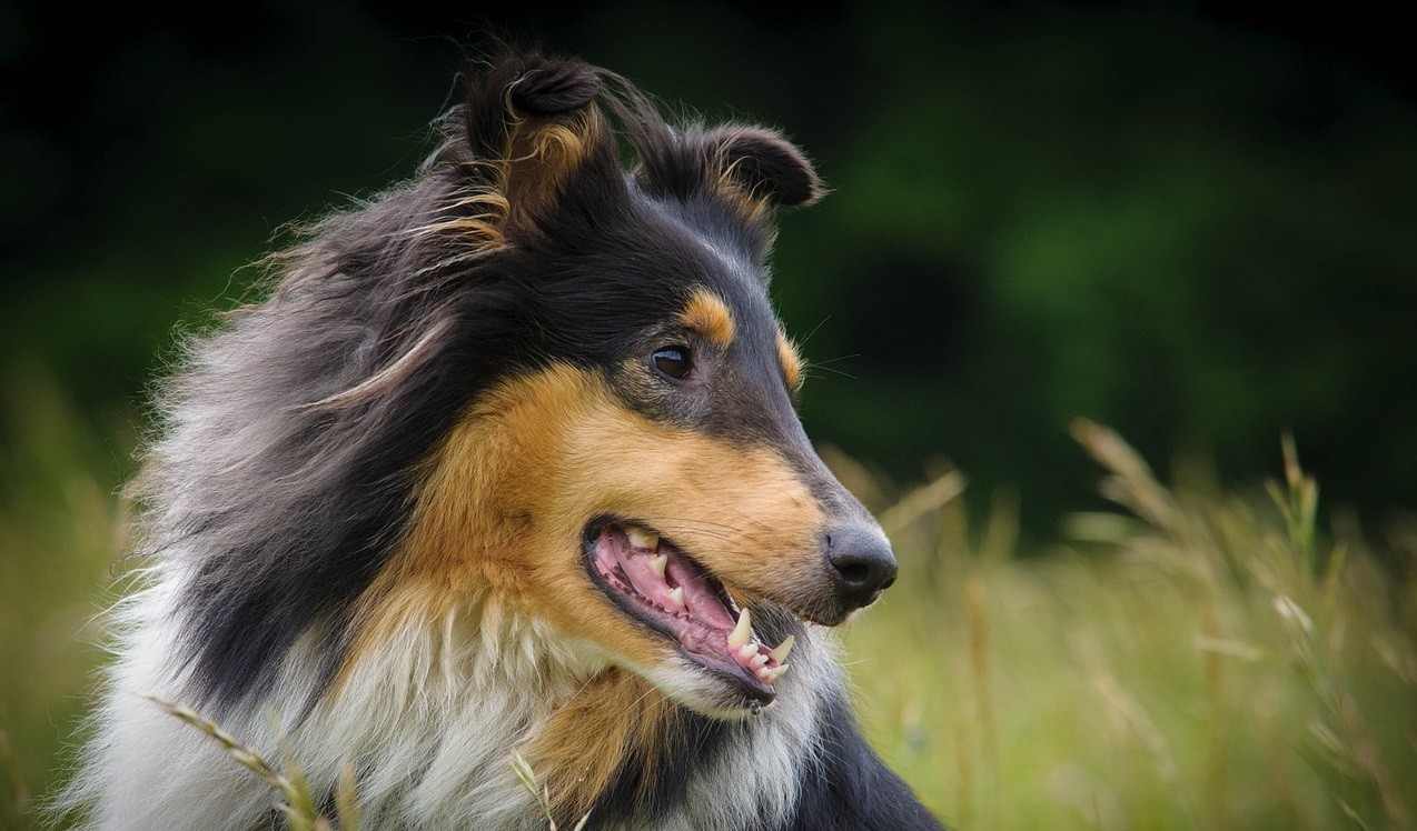 Эпилепсия у собак, причины и лечение приступов