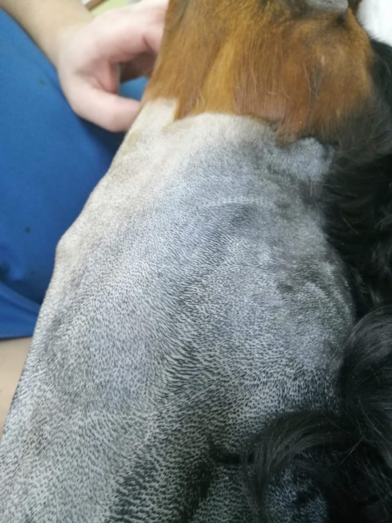 Фото 1. Опухоль щитовидной железы у собаки