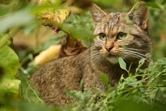 Виды клещей у котов фото