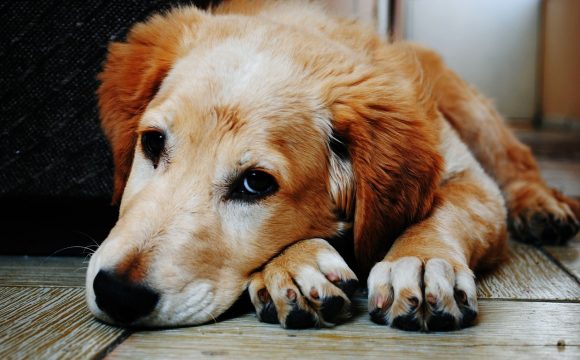 10 признаков здоровья вашего питомца: как определить, что вашему животному необходима помощь ветеринара