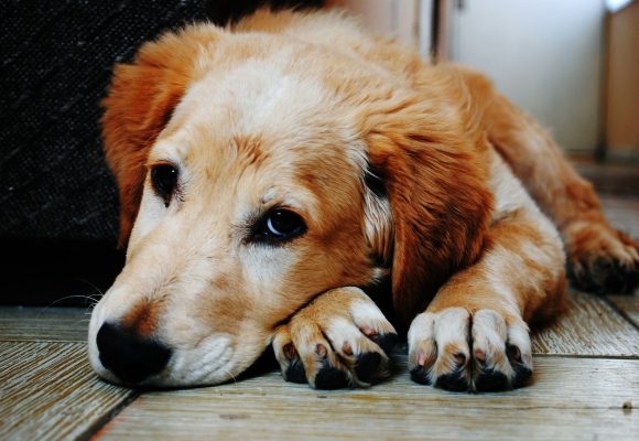 10 признаков здоровья вашего питомца: как определить, что вашему животному необходима помощь ветеринара