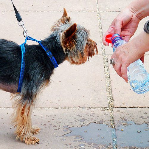 Как помочь собаке в жару