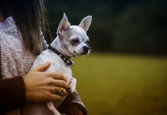 Эндокардиоз митрального клапана у собак